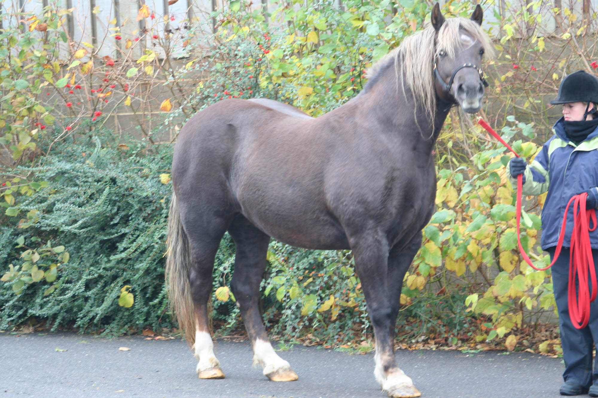 Birth of first foal from rescued ‘smuggled’ Dover 26 horses