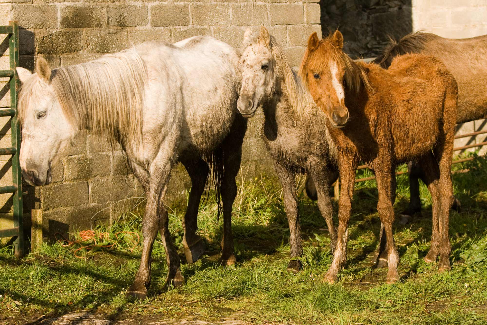 Birth of first foal from rescued ‘smuggled’ Dover 26 horses