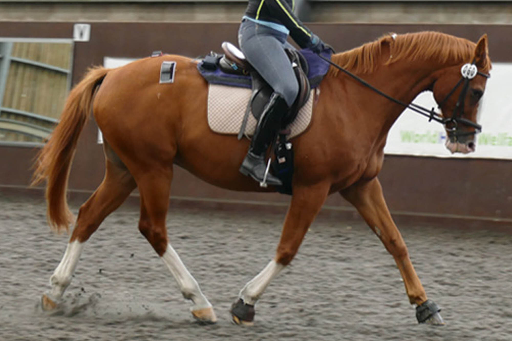 Landmark study addresses effects of rider weight on equine performance