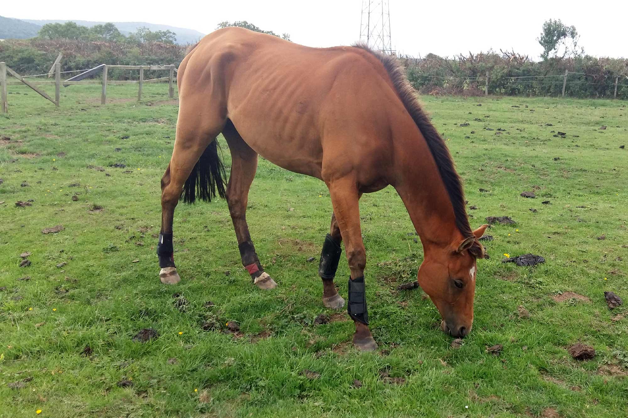 Birth of first foal from rescued ‘smuggled’ Dover 26 horses