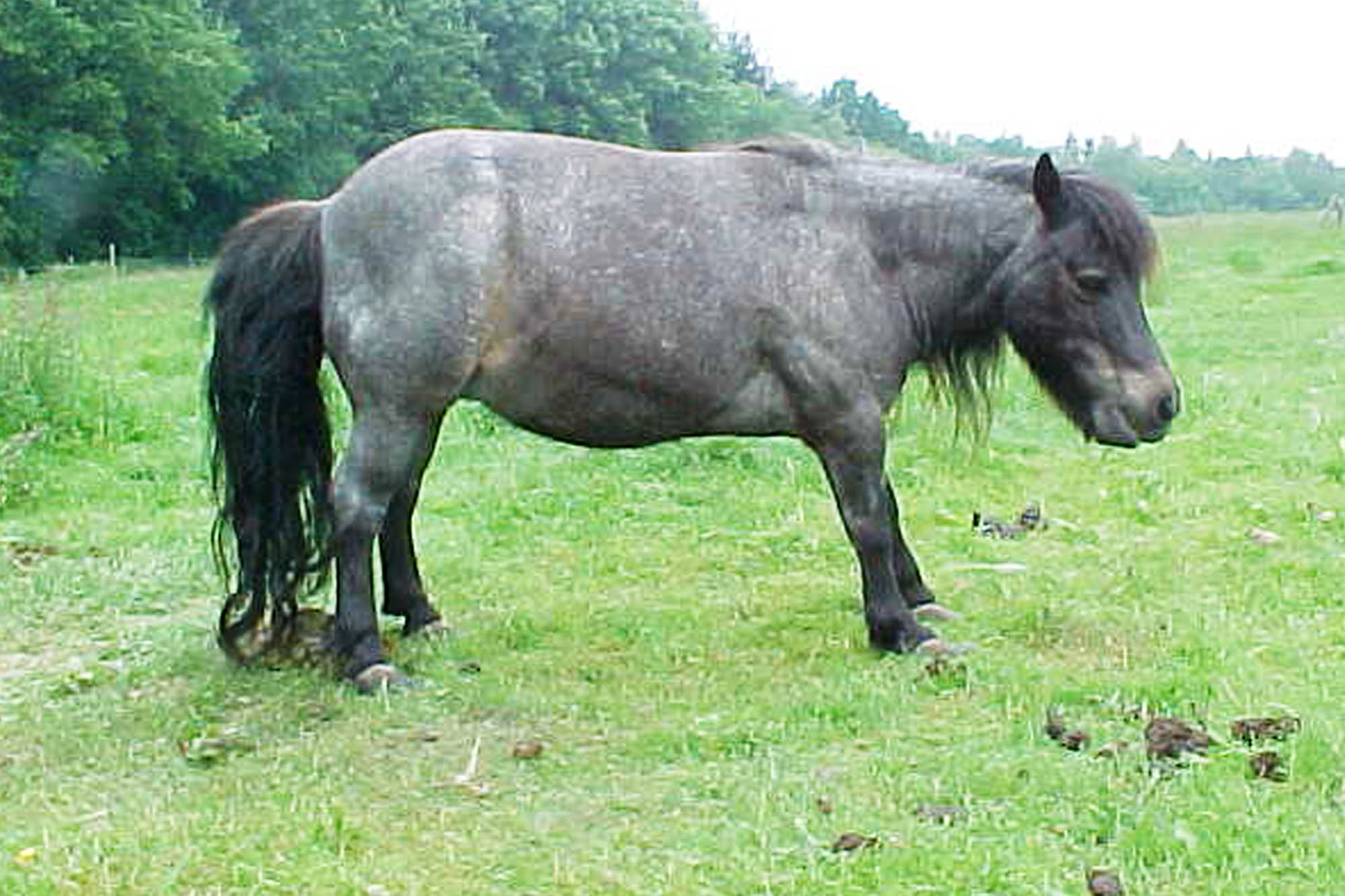 Laminitis in horses