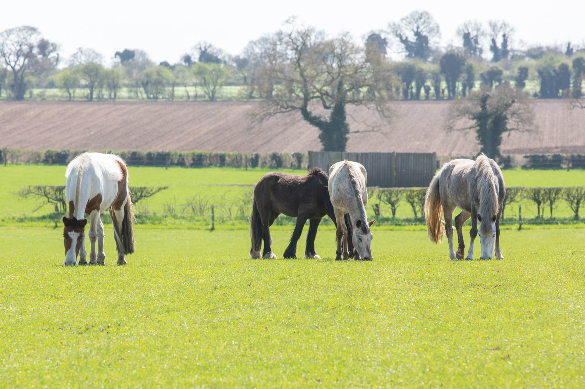 Equine grass sickness