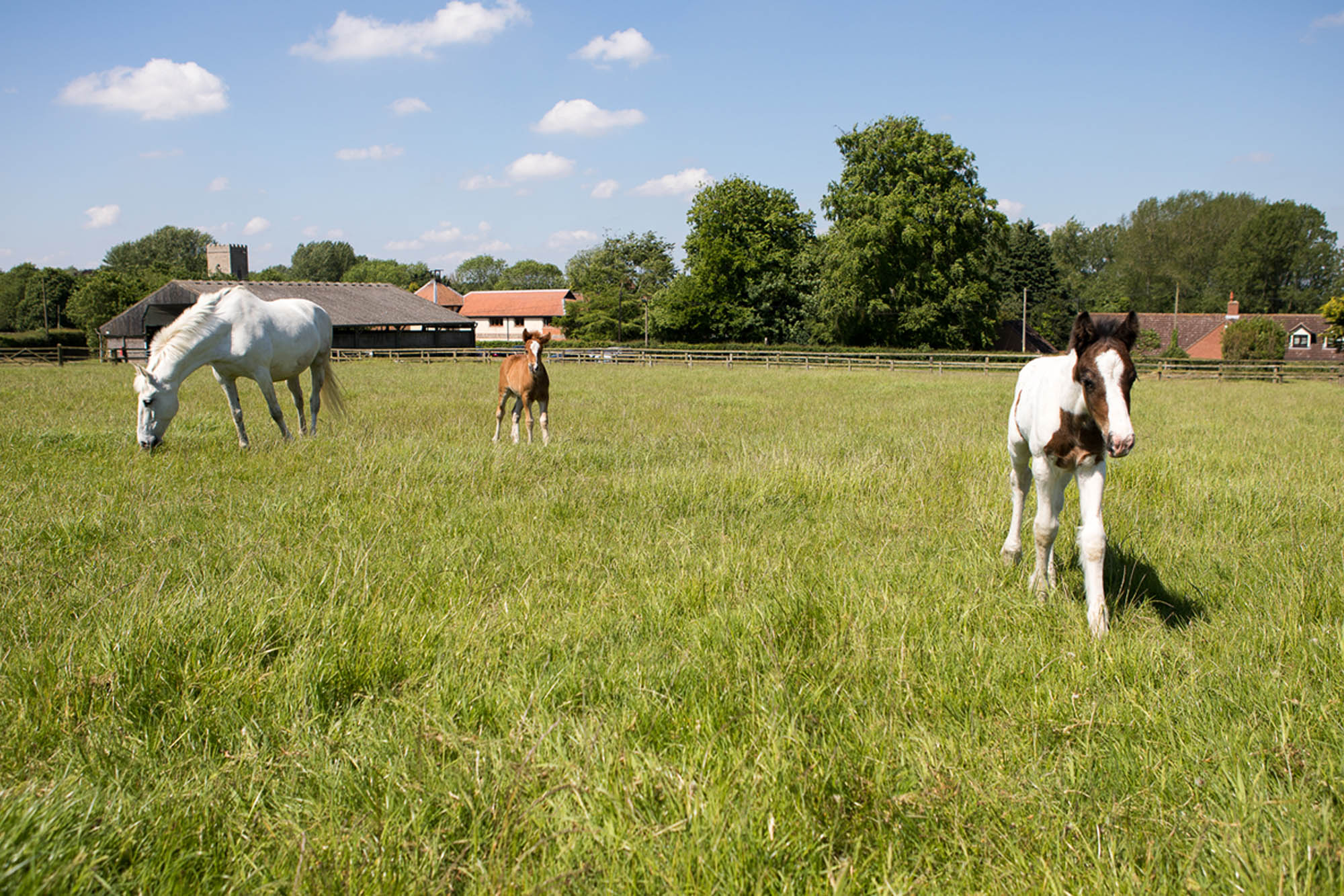 Breeding horses: do you need to breed?