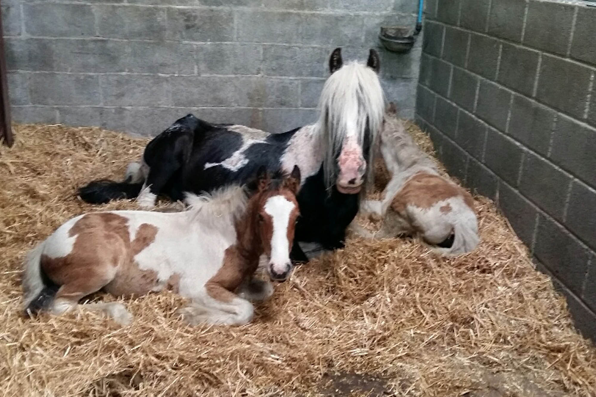 Courageous mare found with skin falling off saves foals
