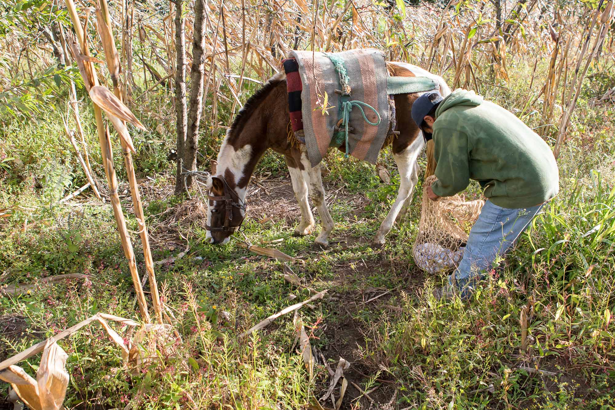 Birth of first foal from rescued ‘smuggled’ Dover 26 horses