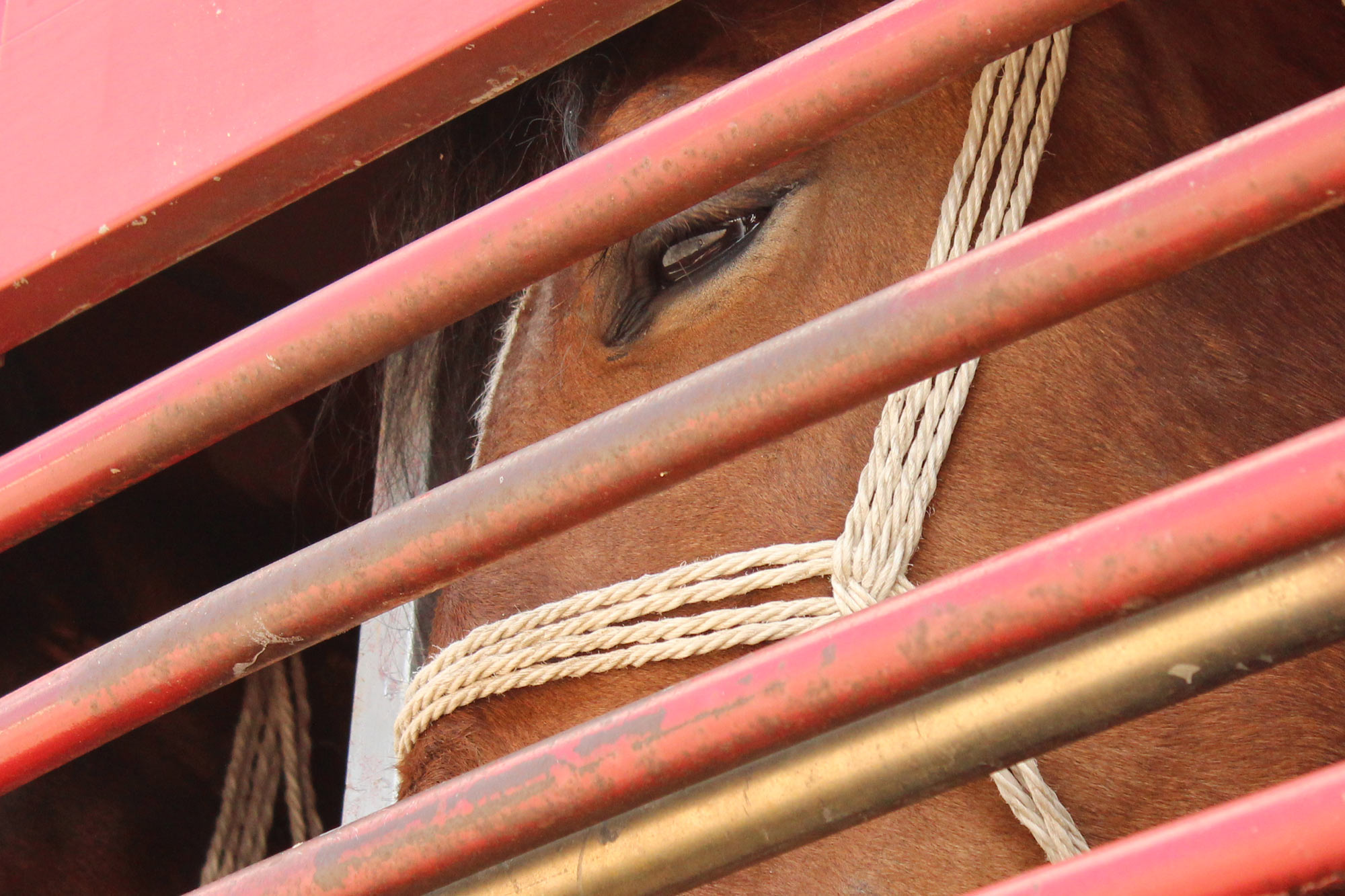 World Horse Welfare welcomes scientists&#8217; report on transportation