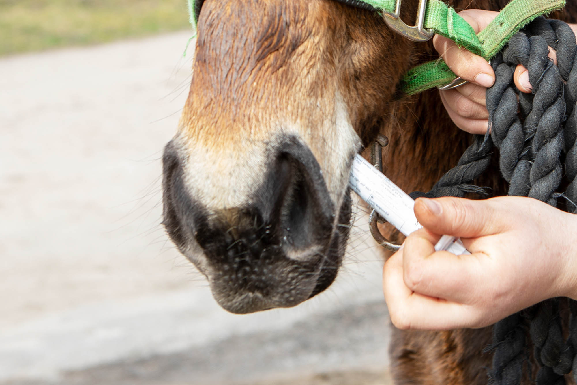 Worms: how to control them in horses