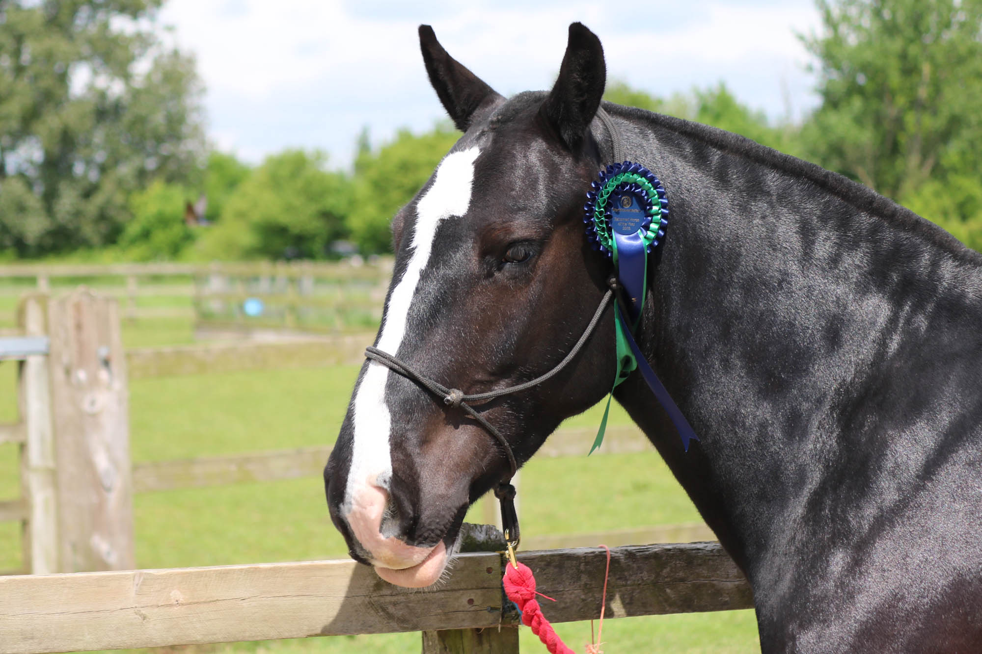 Birth of first foal from rescued ‘smuggled’ Dover 26 horses