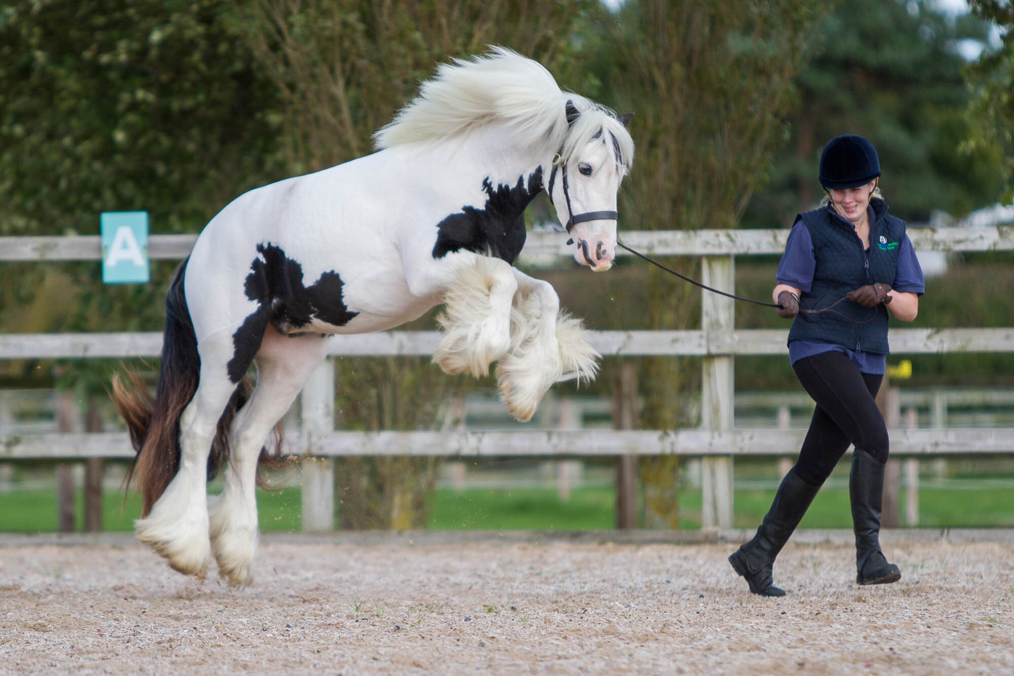 Birth of first foal from rescued ‘smuggled’ Dover 26 horses