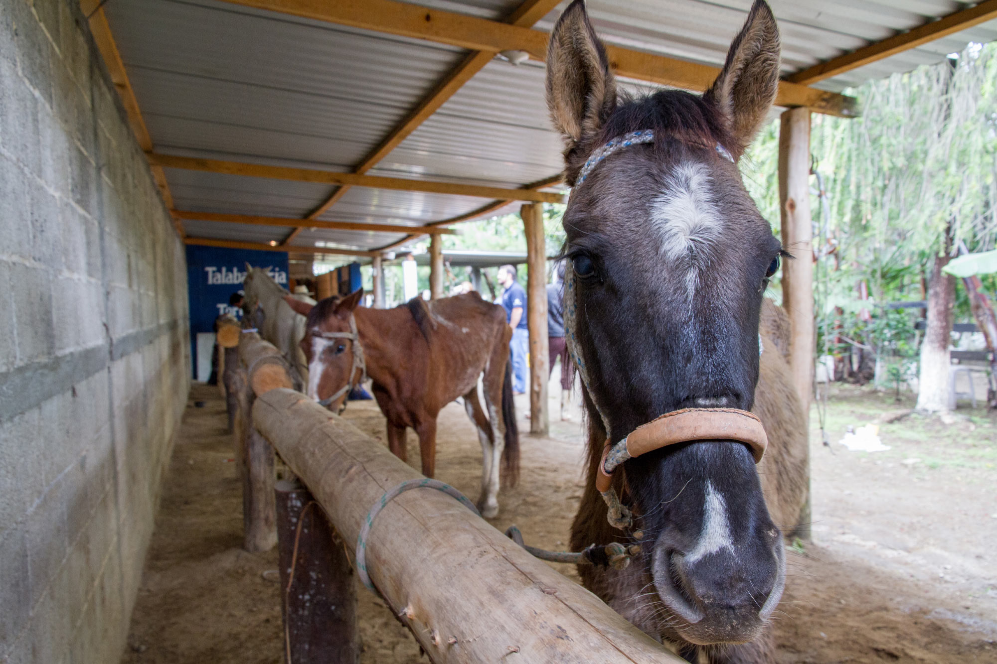 Project empowers working horse owning communities through training and upskilling
