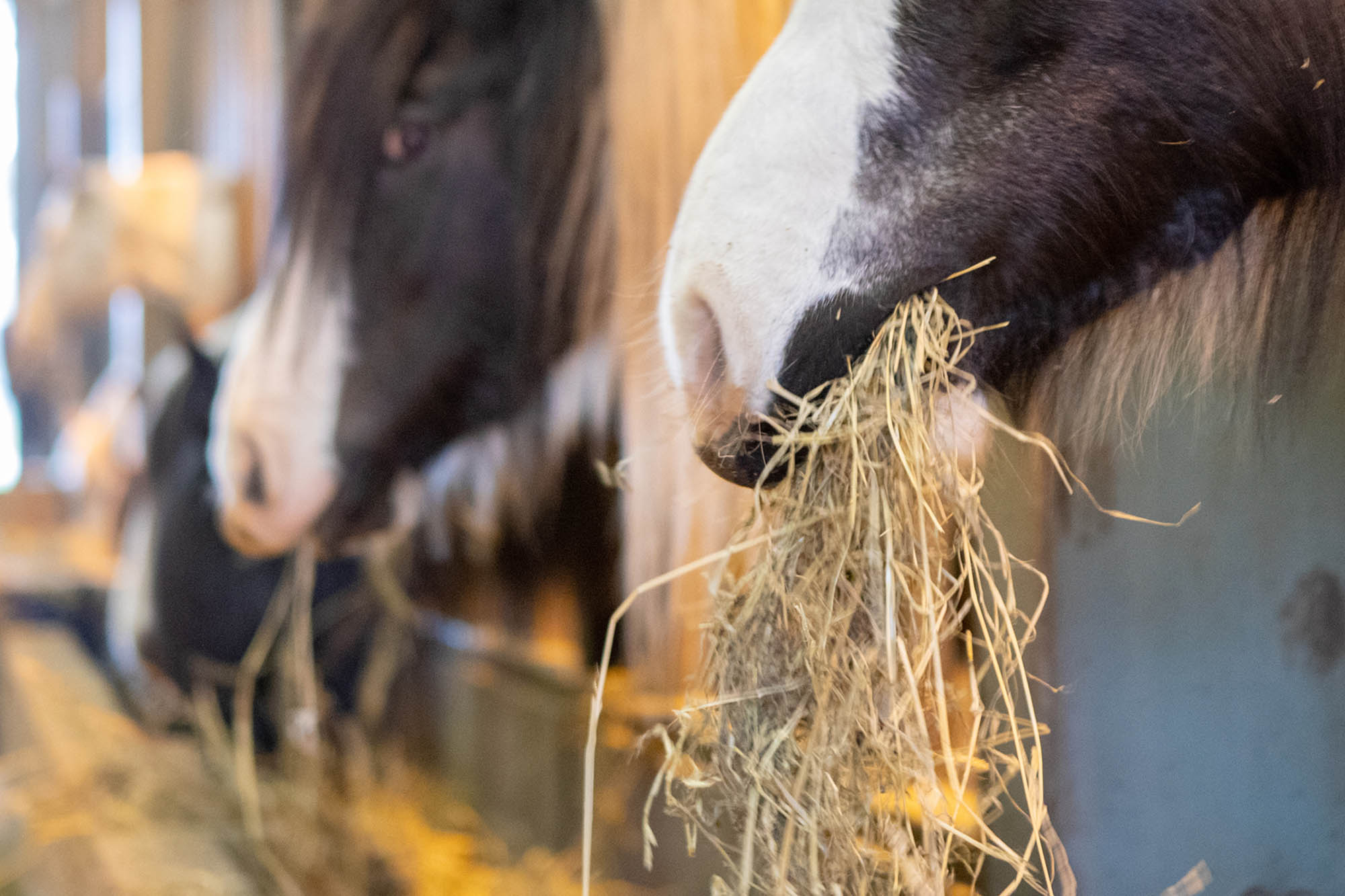 Feeding horses