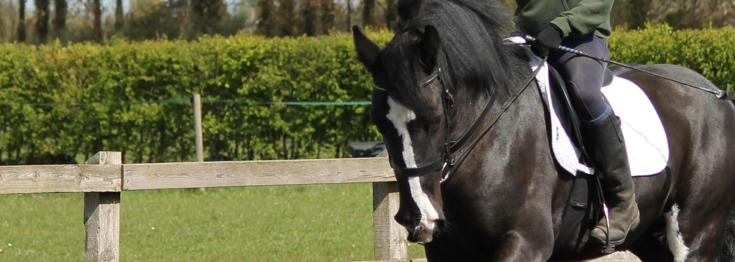 Rescue horse Spike is transformed to winning dressage star