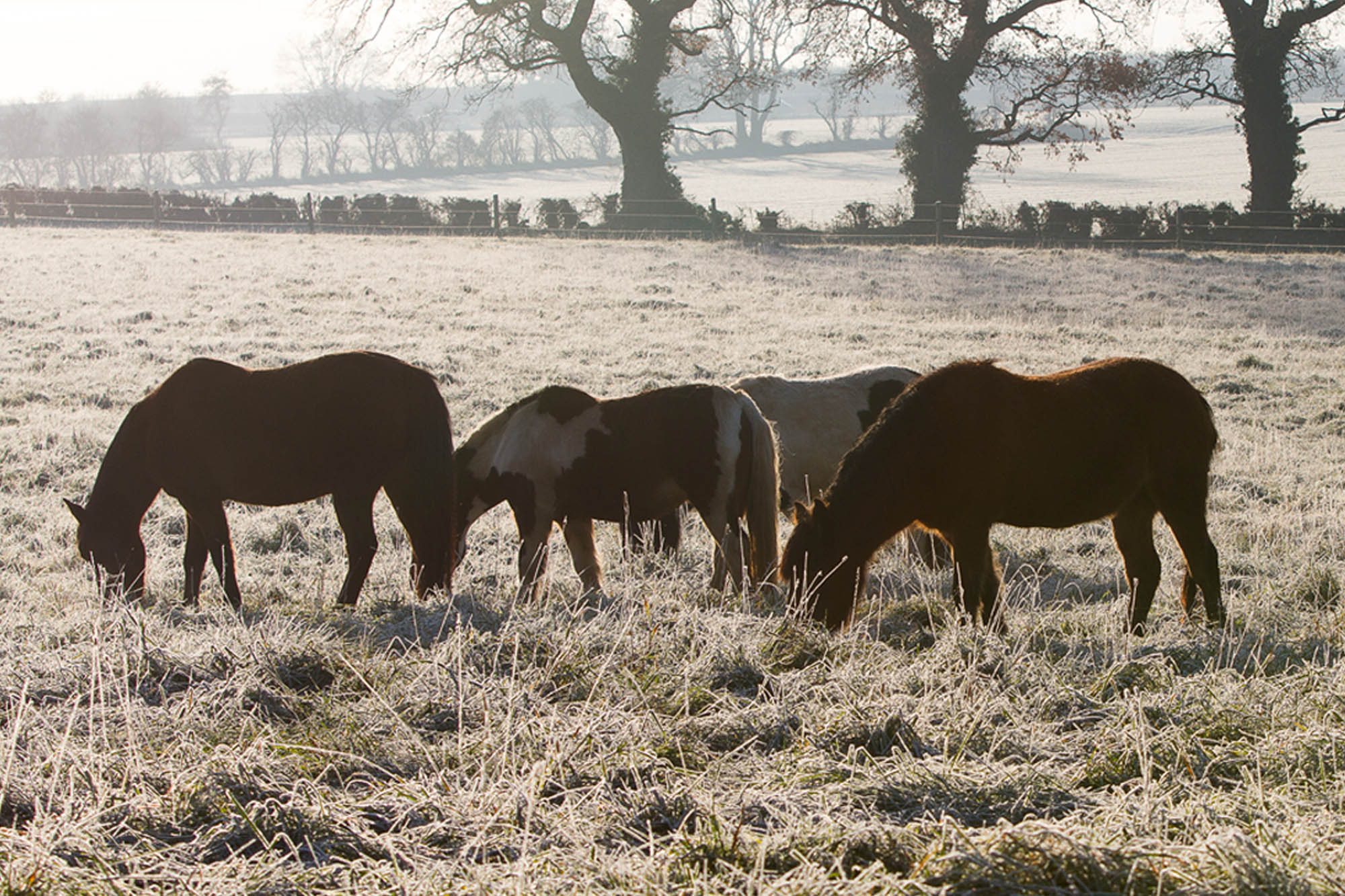 Cutting the costs of horse care