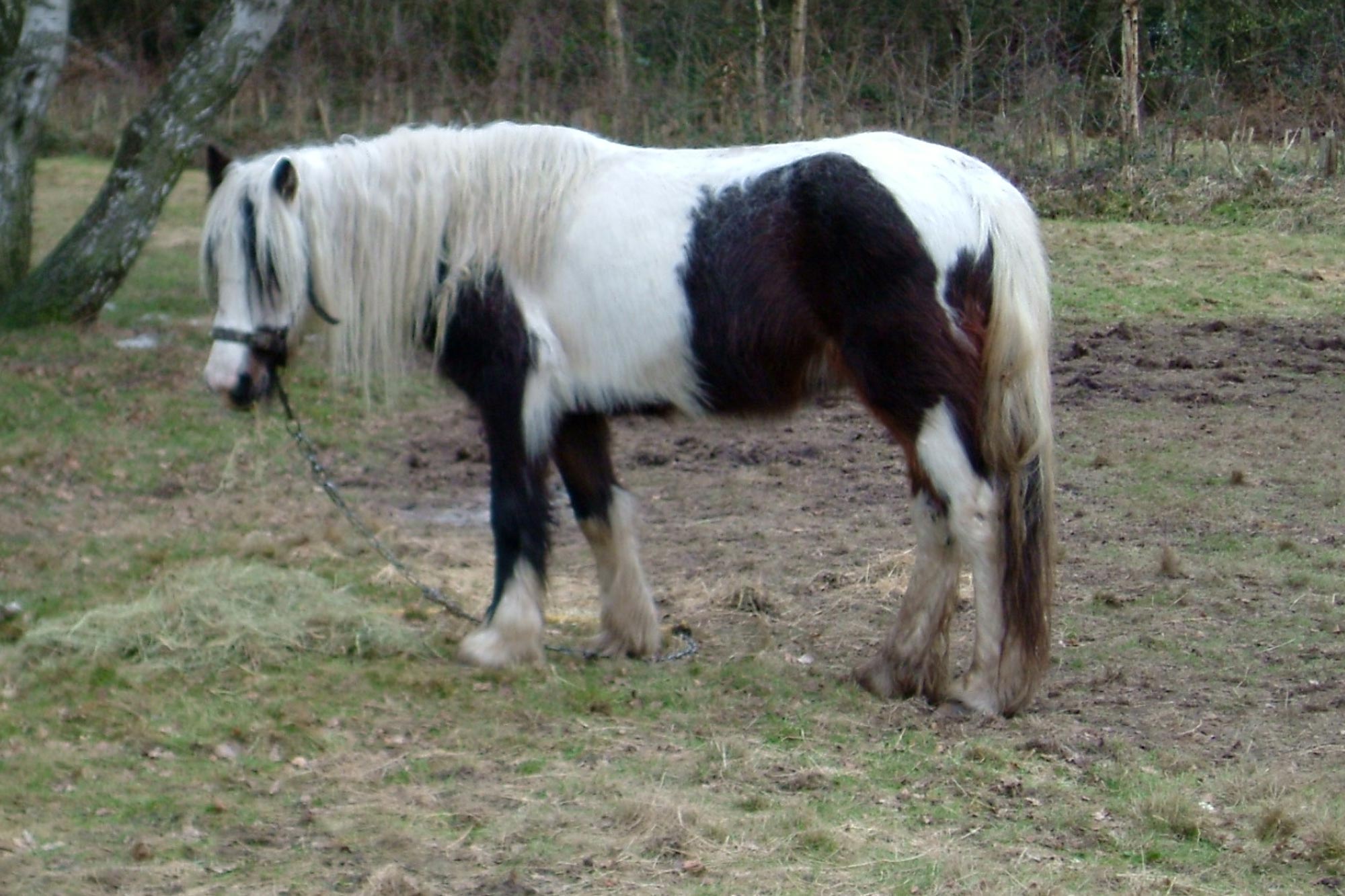 Birth of first foal from rescued ‘smuggled’ Dover 26 horses