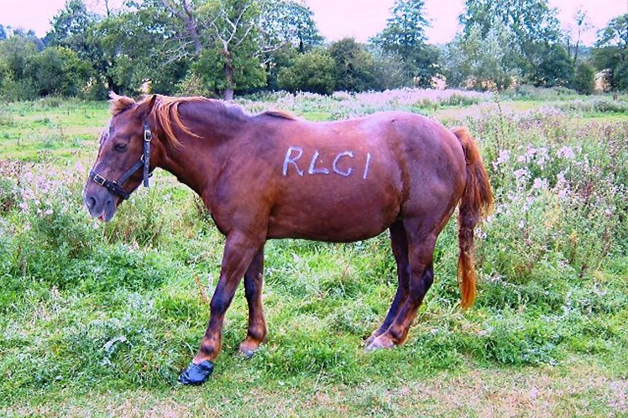 World Horse Welfare promotes laminitis awareness