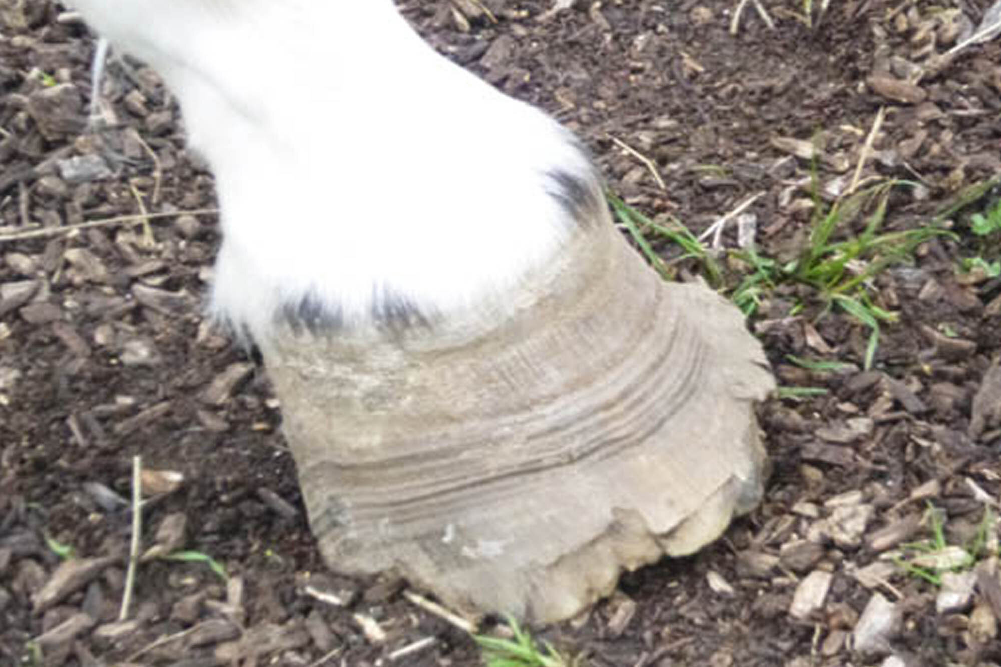Birth of first foal from rescued ‘smuggled’ Dover 26 horses