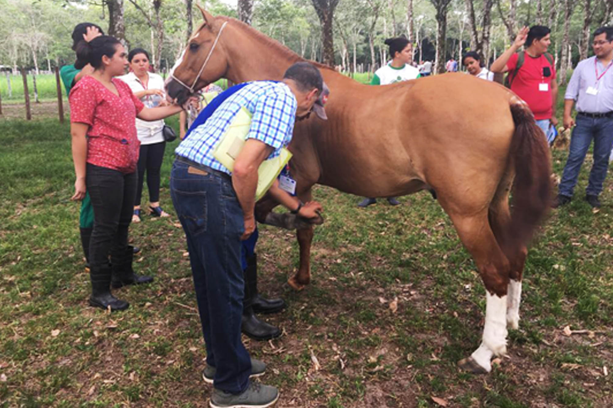 Birth of first foal from rescued ‘smuggled’ Dover 26 horses