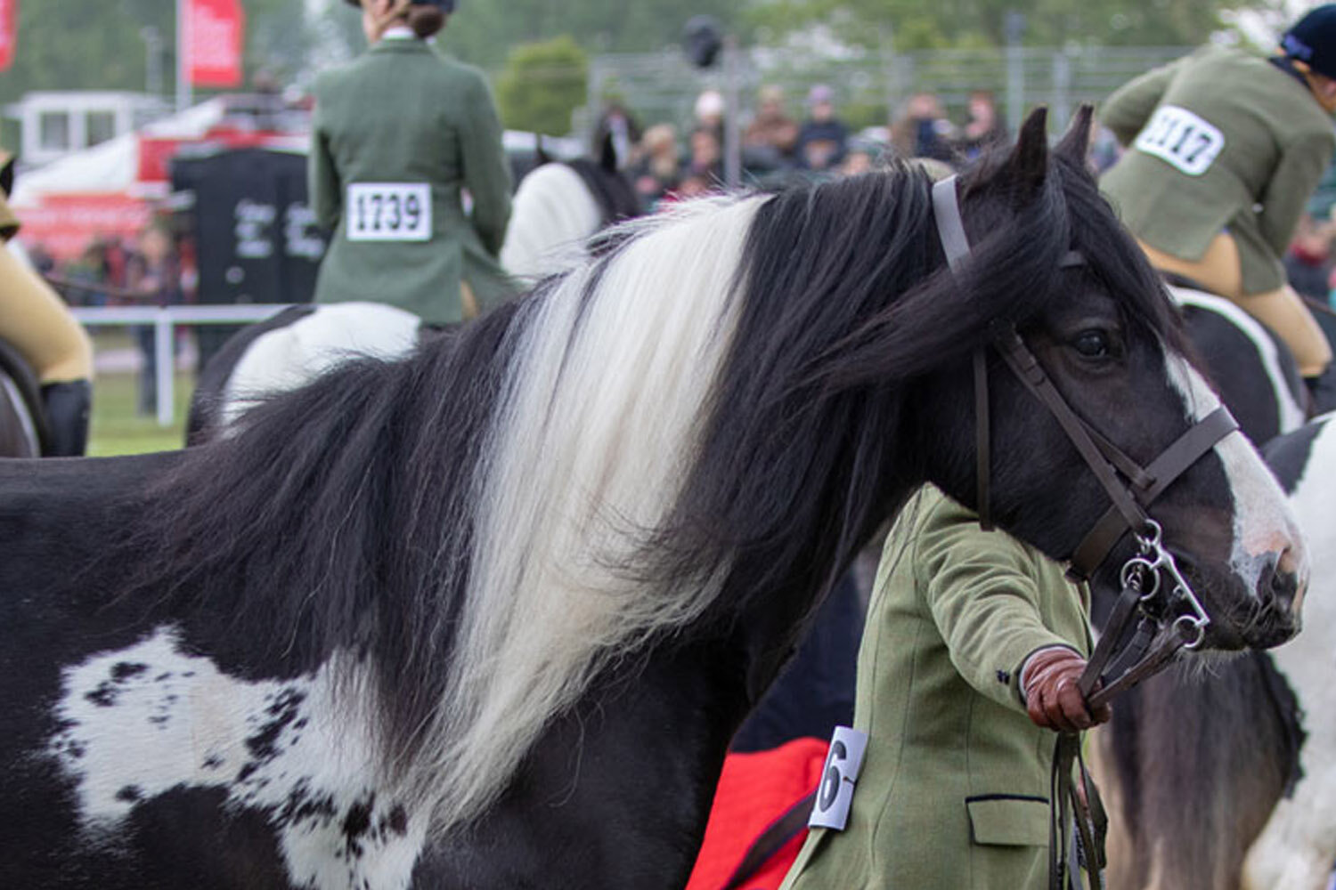 Fabulous Frodo continues his winning ways