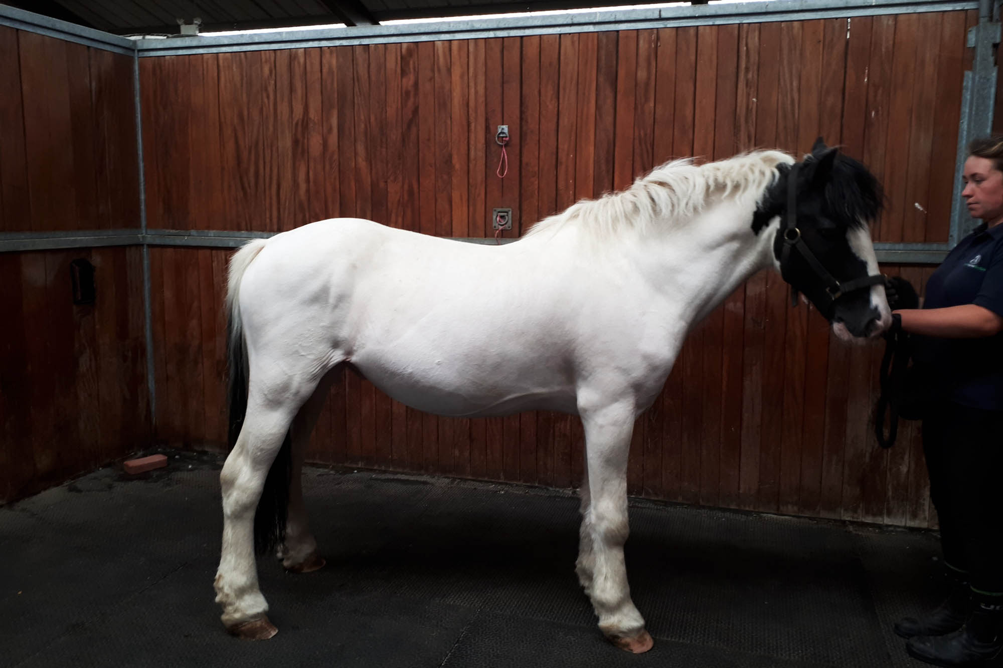 Birth of first foal from rescued ‘smuggled’ Dover 26 horses