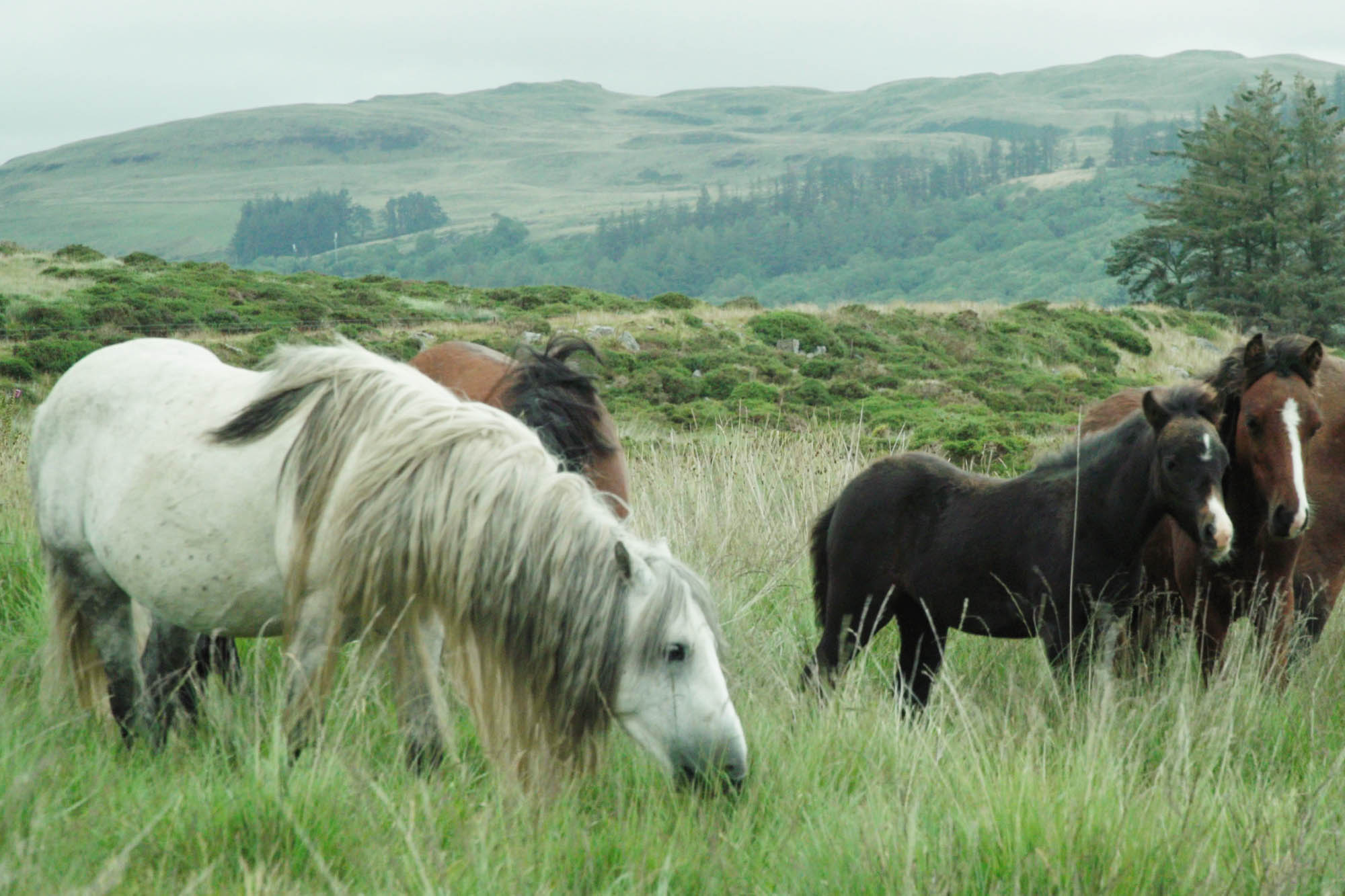 Birth of first foal from rescued ‘smuggled’ Dover 26 horses