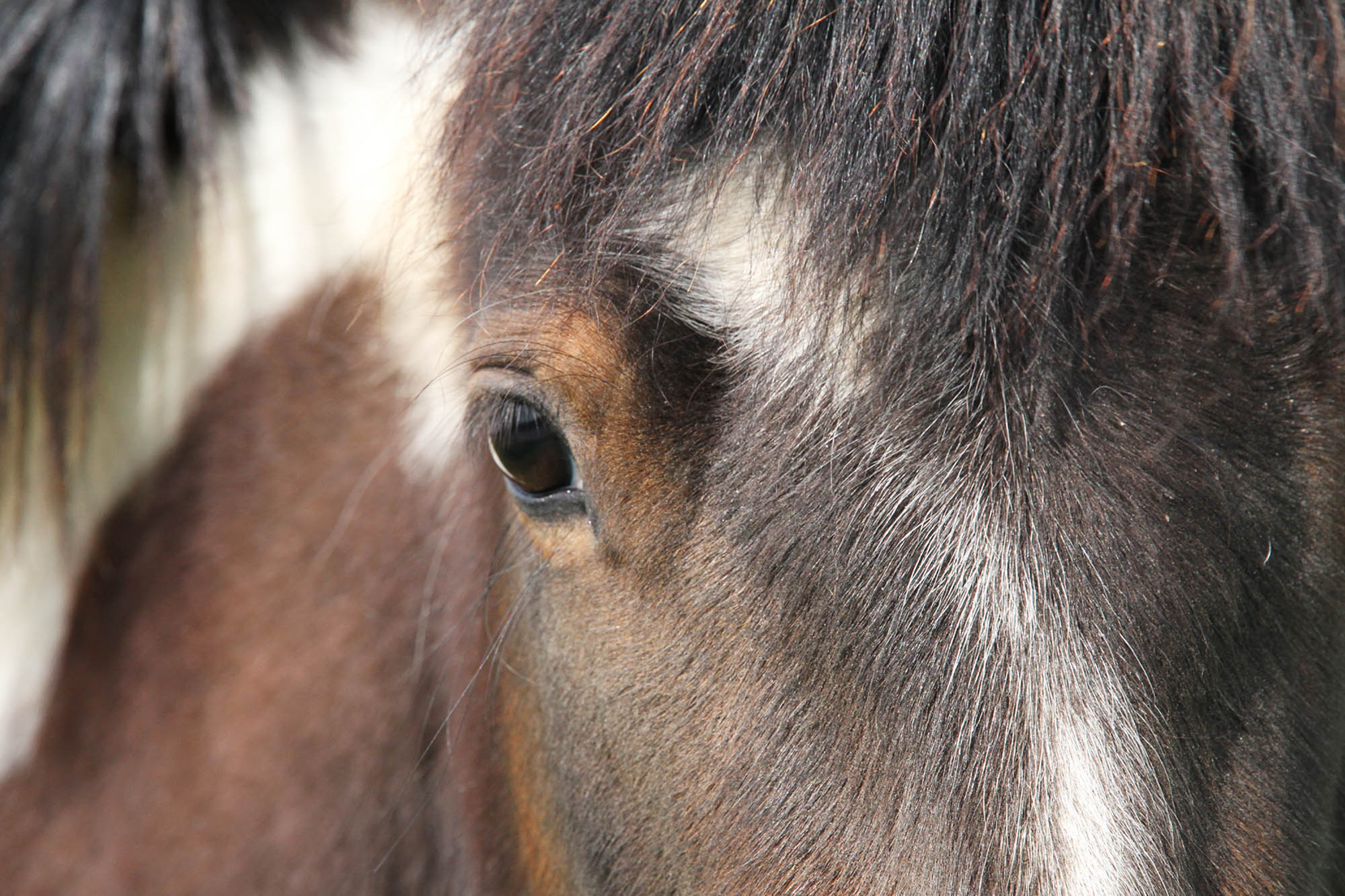 Birth of first foal from rescued ‘smuggled’ Dover 26 horses