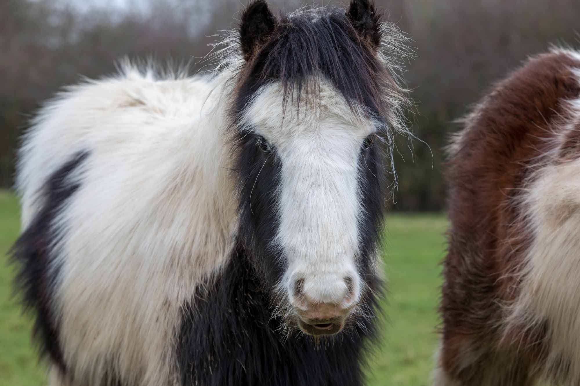 Birth of first foal from rescued ‘smuggled’ Dover 26 horses