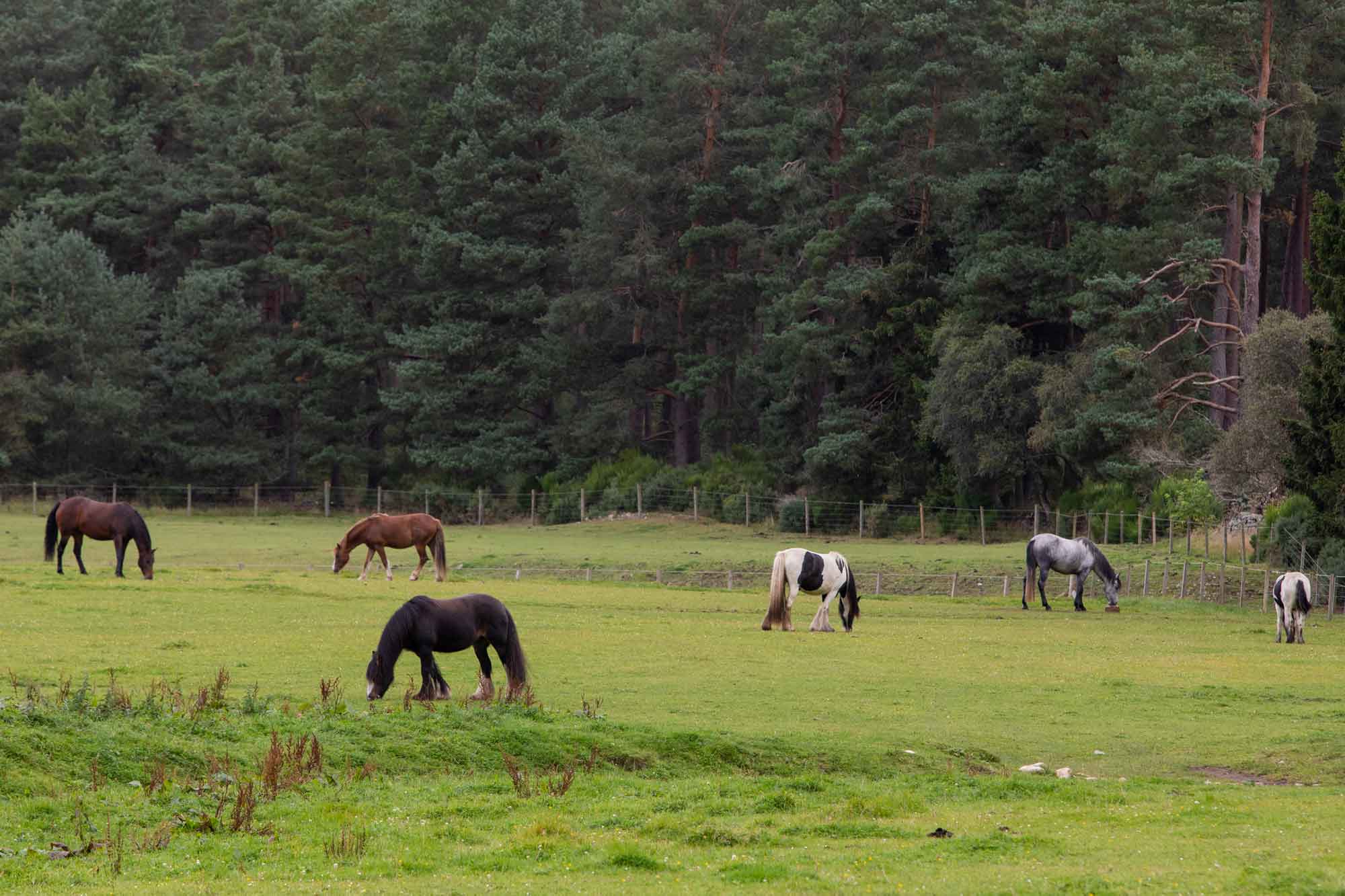 Updated 3 April: How to look after  your horse during the current restrictions