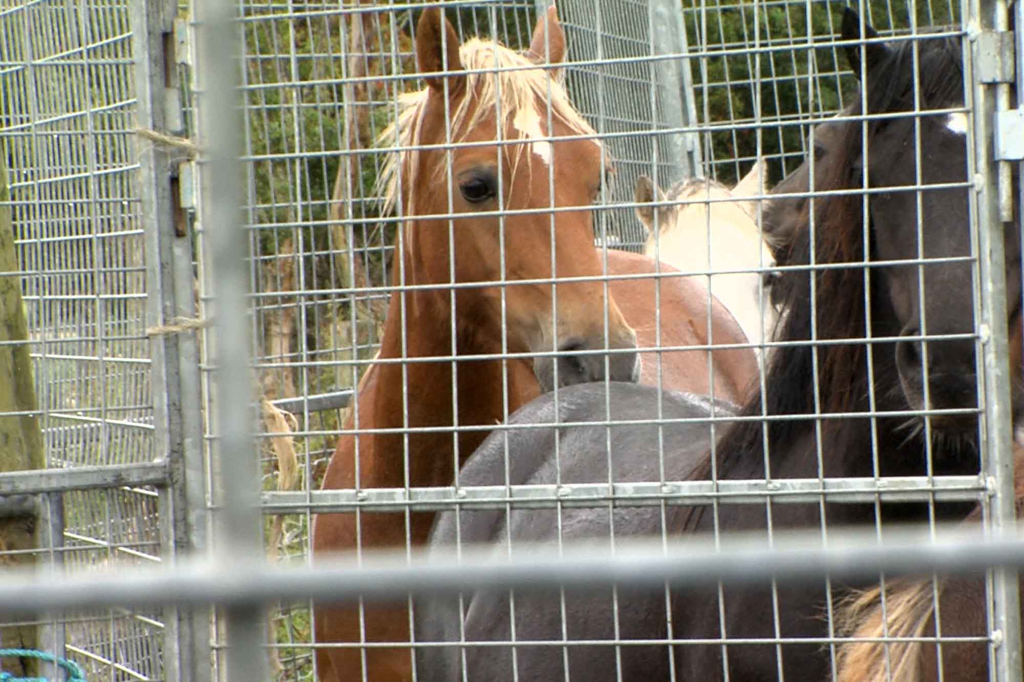 Birth of first foal from rescued ‘smuggled’ Dover 26 horses