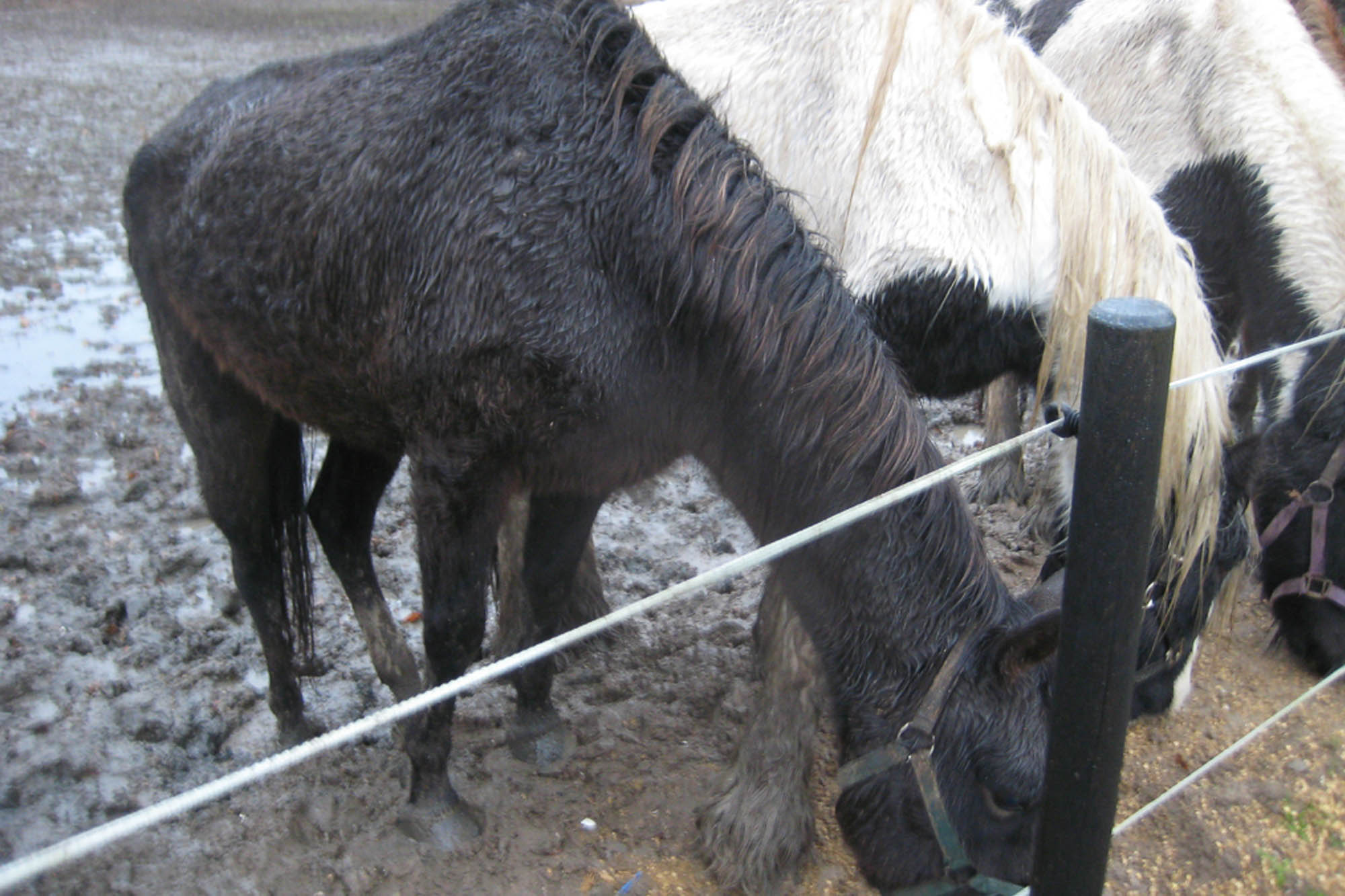 Birth of first foal from rescued ‘smuggled’ Dover 26 horses