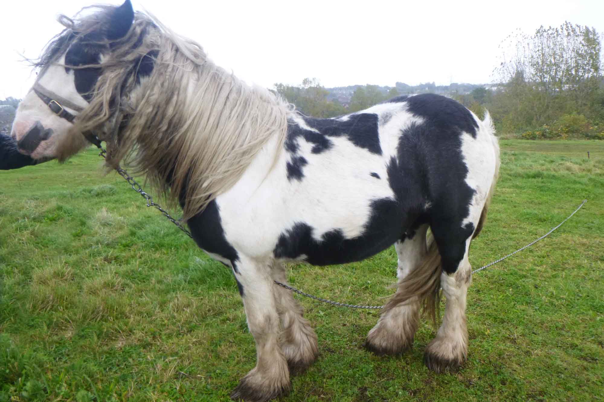 Birth of first foal from rescued ‘smuggled’ Dover 26 horses