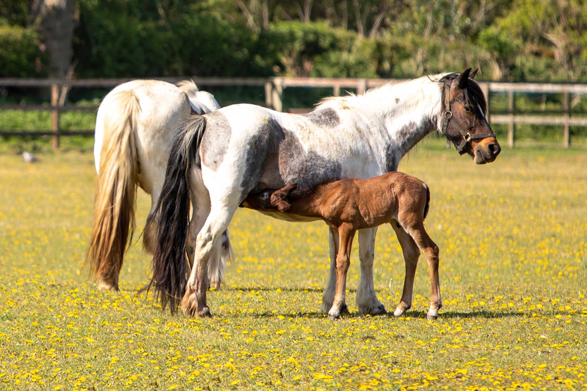 Birth of first foal from rescued ‘smuggled’ Dover 26 horses