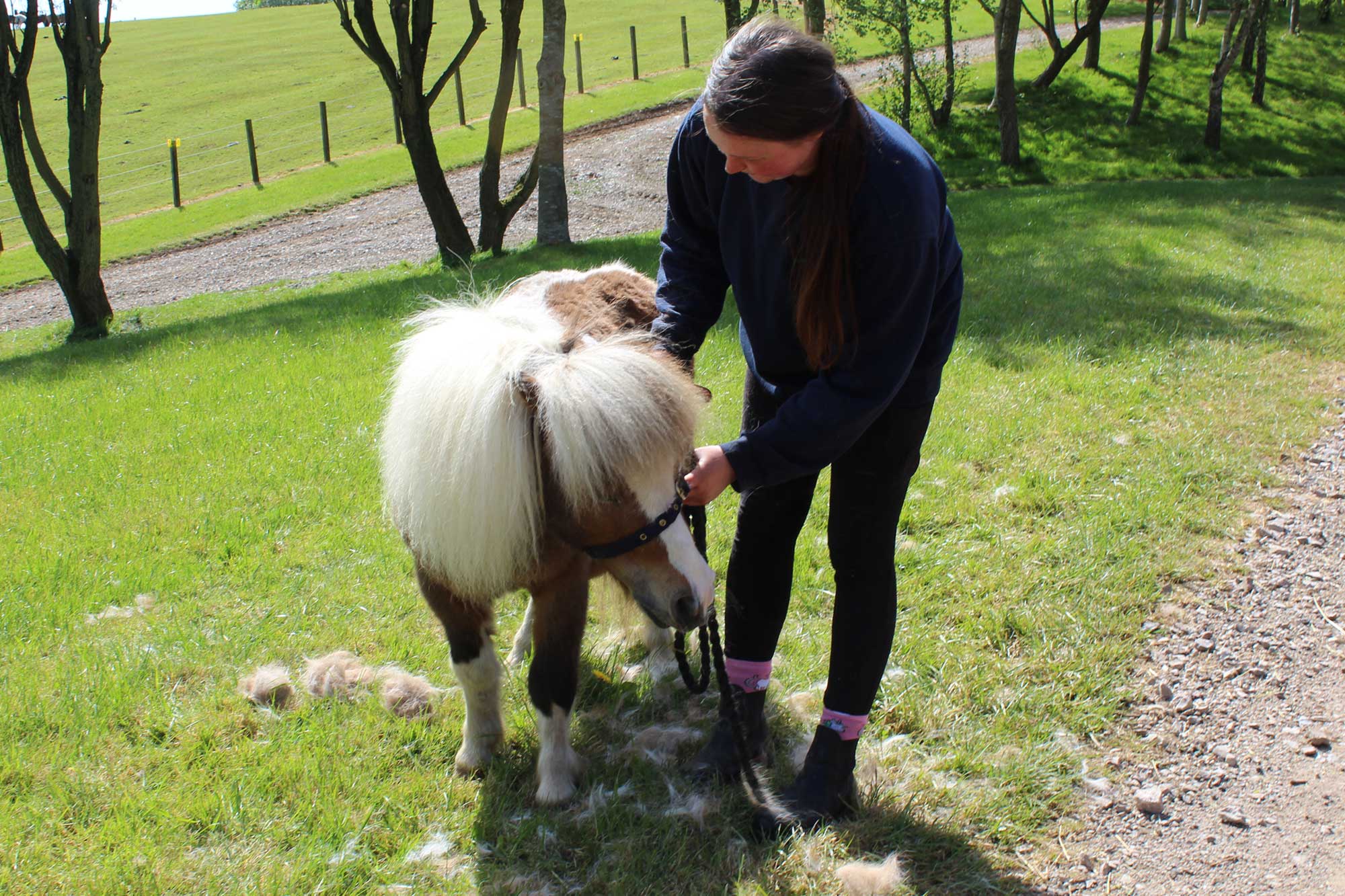 Ever wondered what a day in the life of a World Horse Welfare groom is like? Read on to find out!