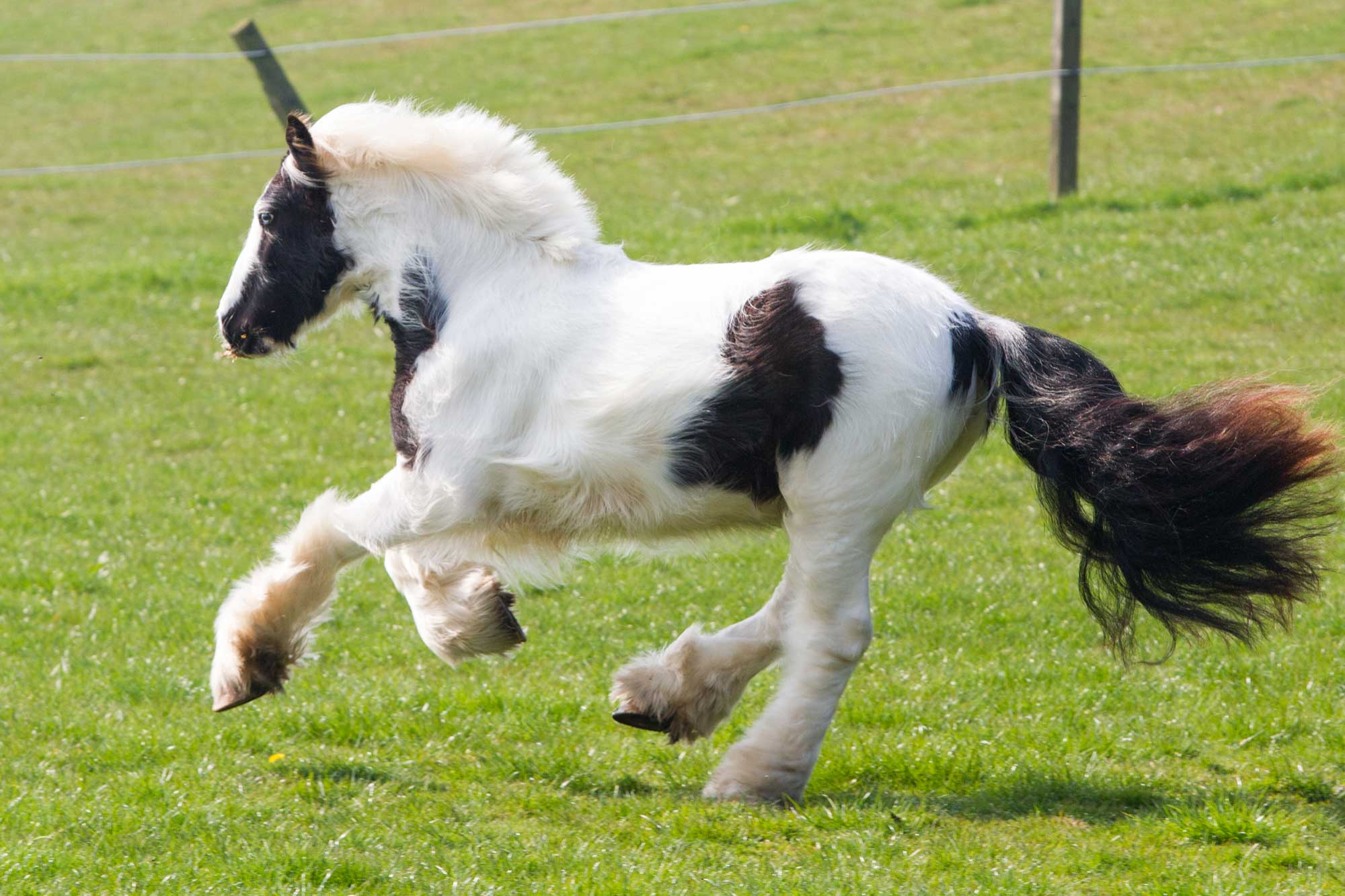 Mites: how to treat them in horses