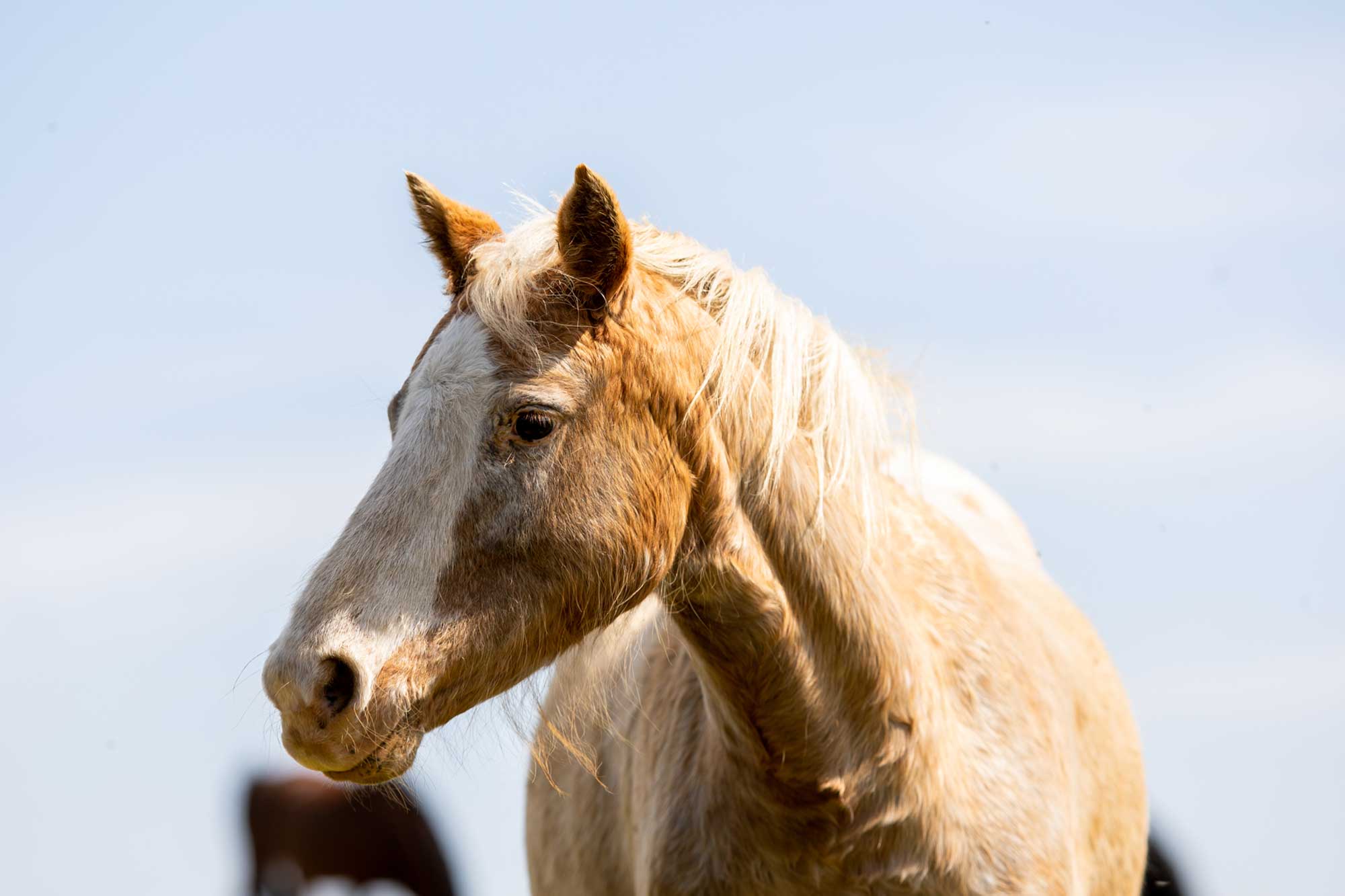 Birth of first foal from rescued ‘smuggled’ Dover 26 horses