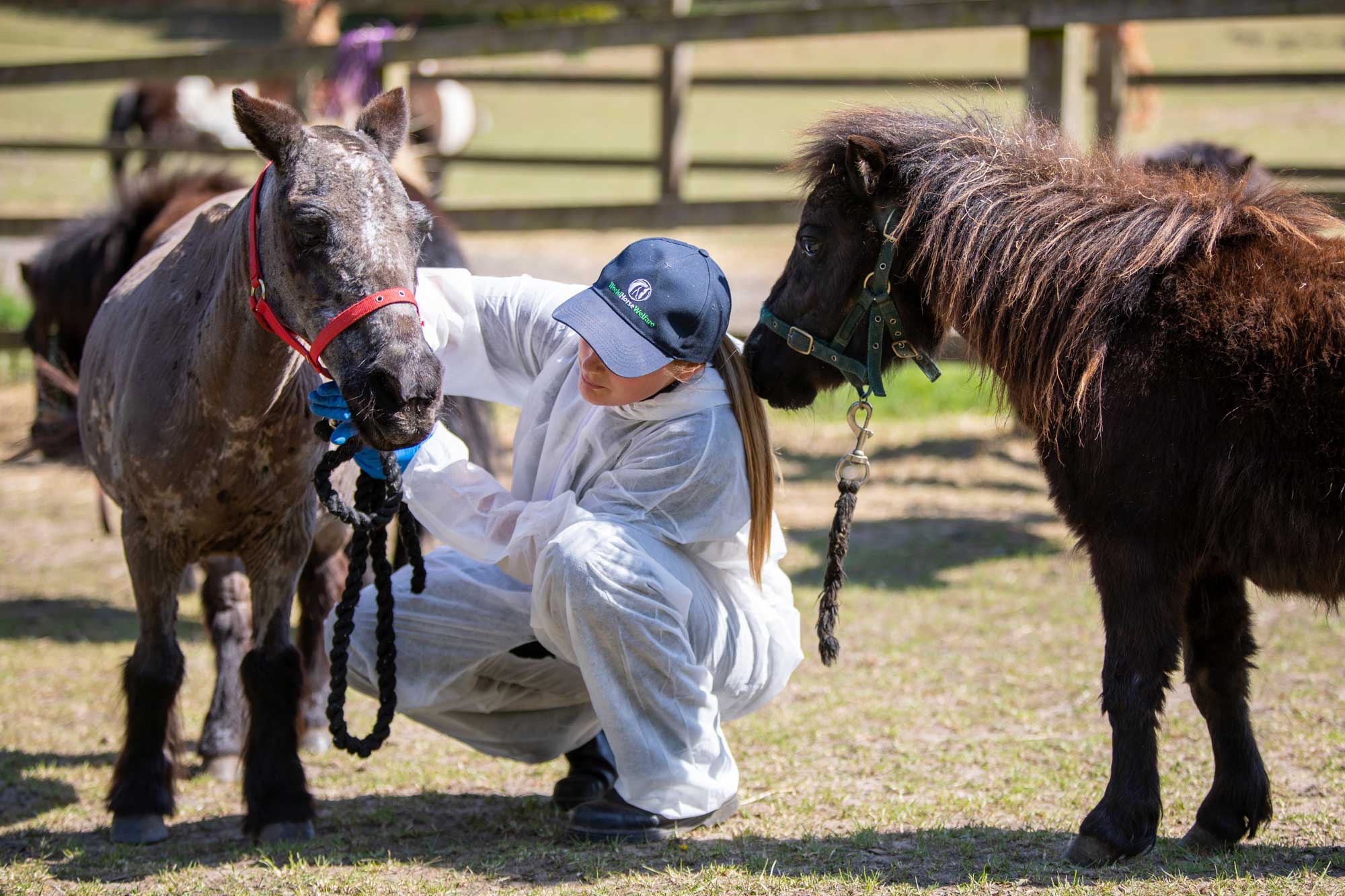 Birth of first foal from rescued ‘smuggled’ Dover 26 horses