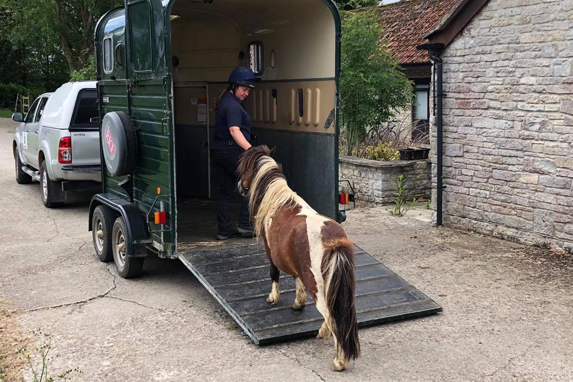 Birth of first foal from rescued ‘smuggled’ Dover 26 horses