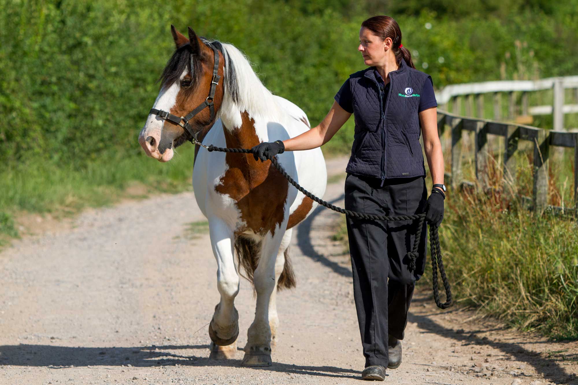 Birth of first foal from rescued ‘smuggled’ Dover 26 horses