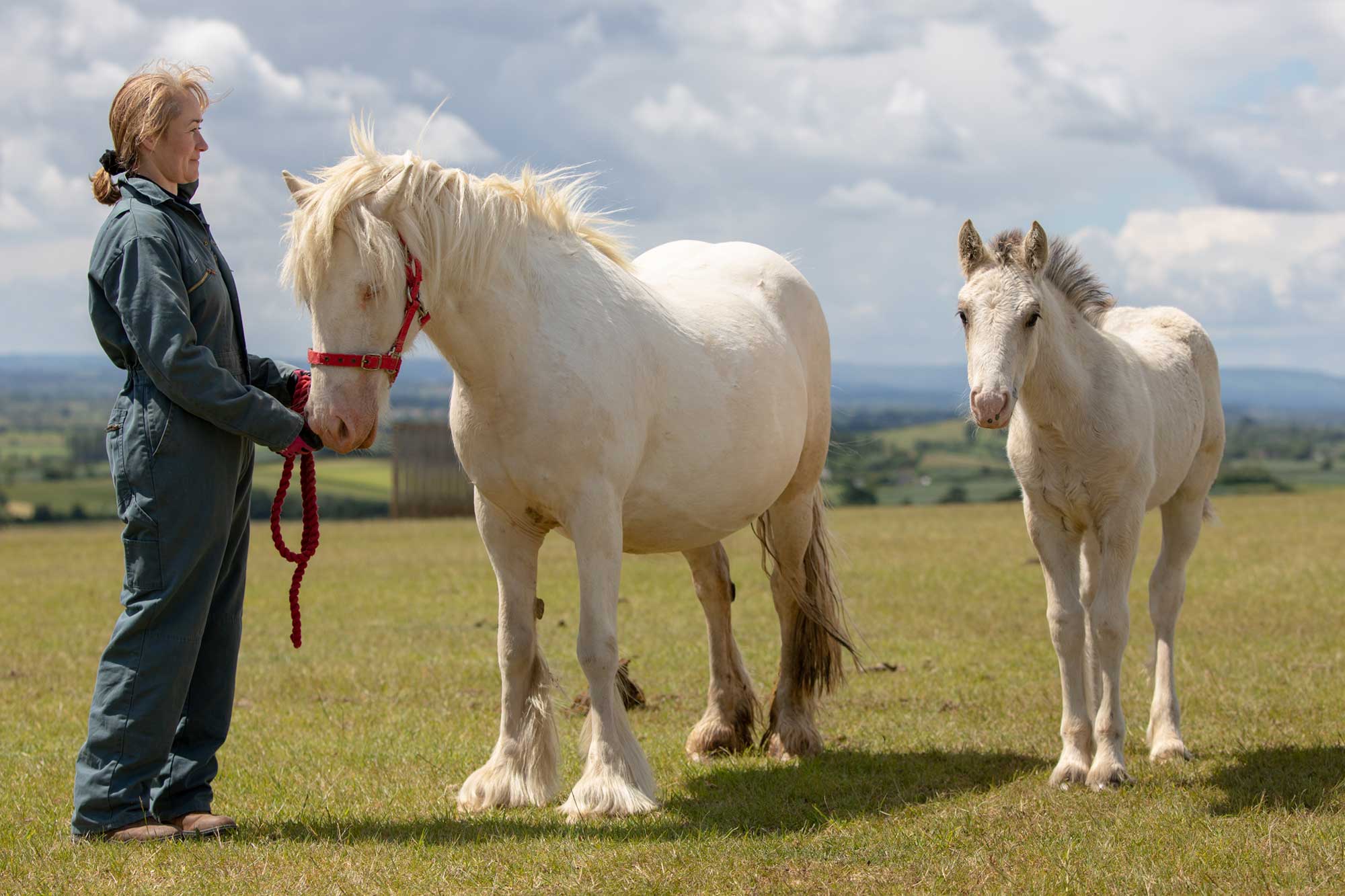 Birth of first foal from rescued ‘smuggled’ Dover 26 horses