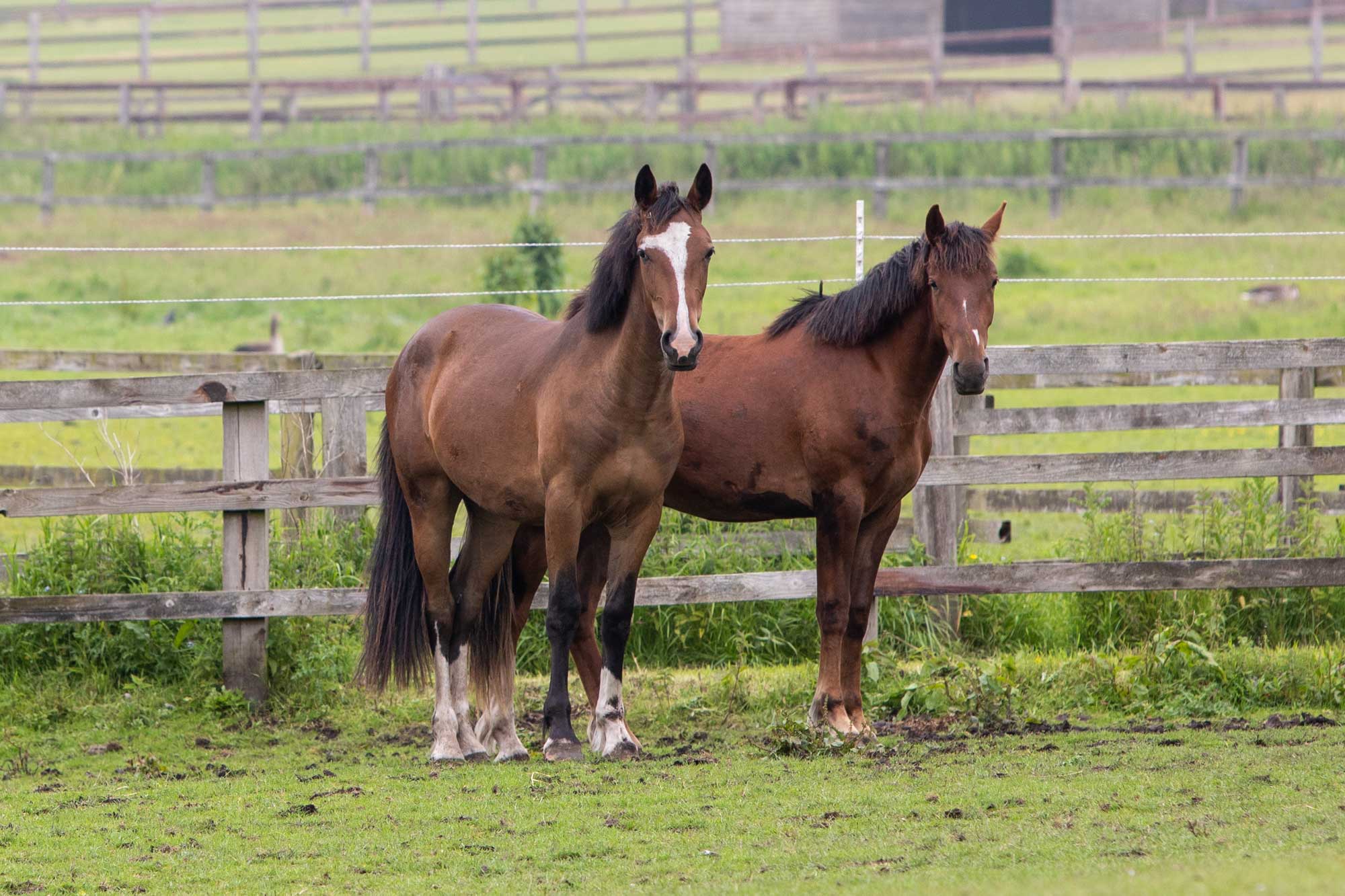 Equine colic: educational materials