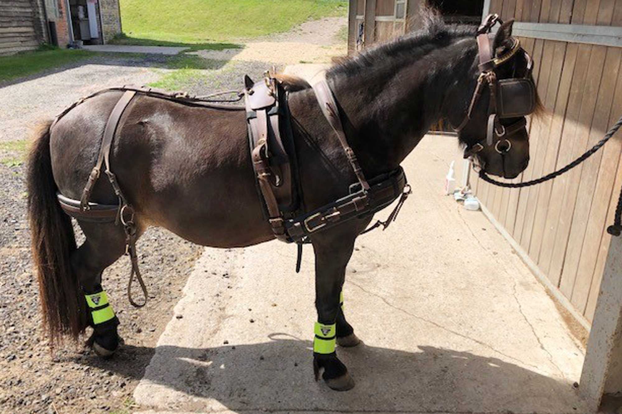 Ophir’s story: from nervous, unhandled youngster to future driving pony