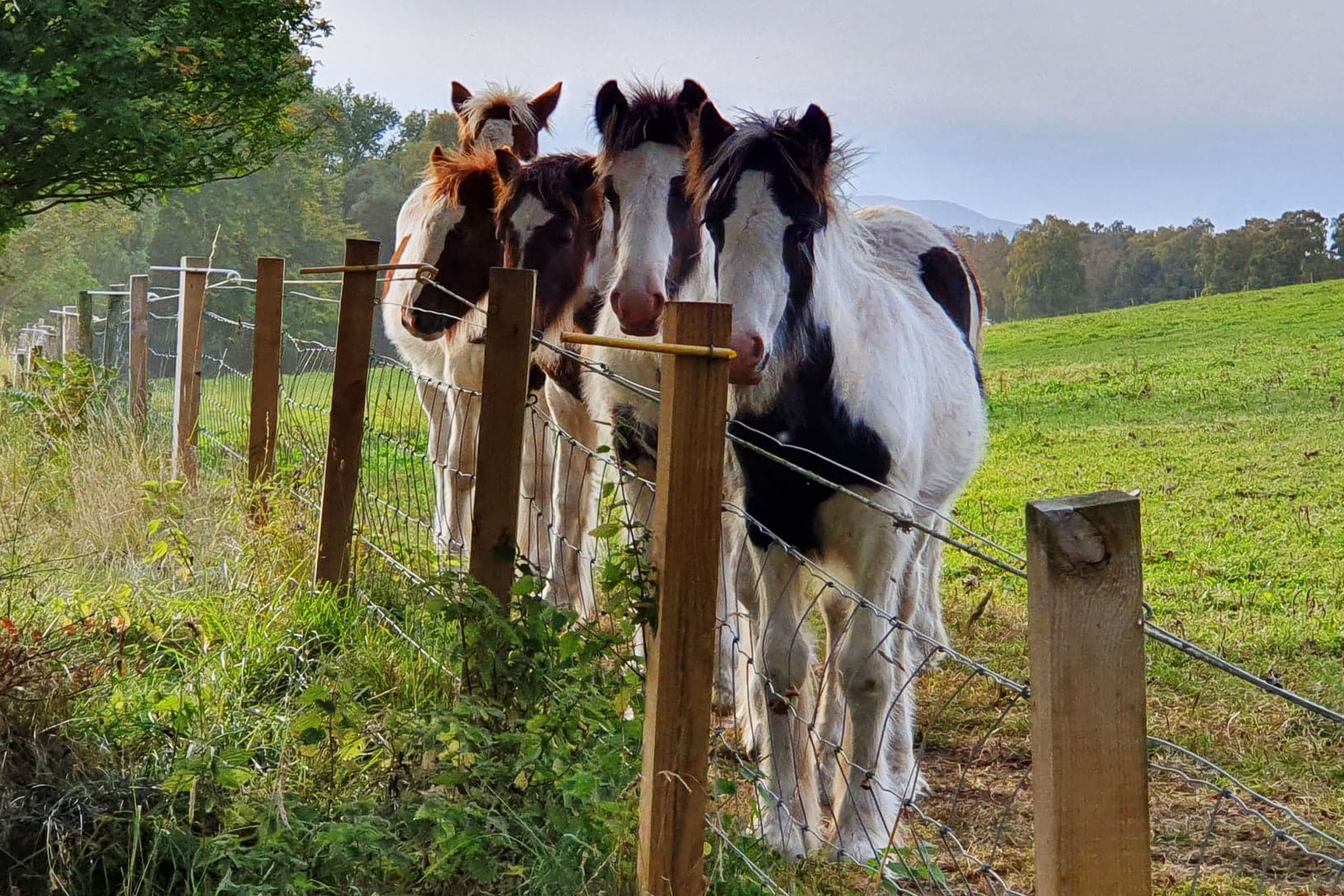 Supporters ensure record-breaking rehoming in 2020