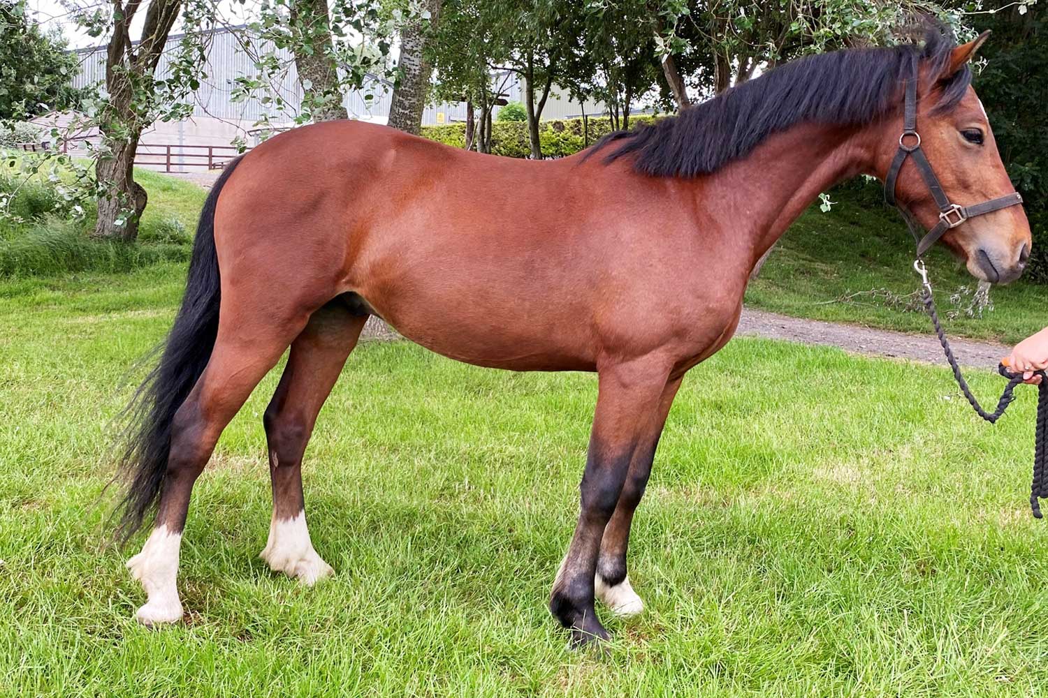 A bright future ahead for ponies rescued from sanctuary