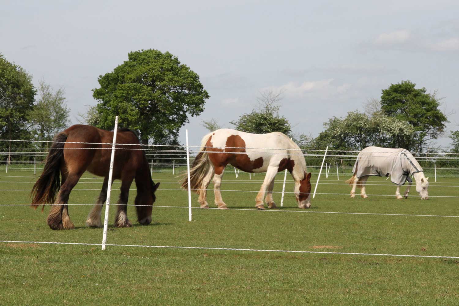 Alternative grazing systems