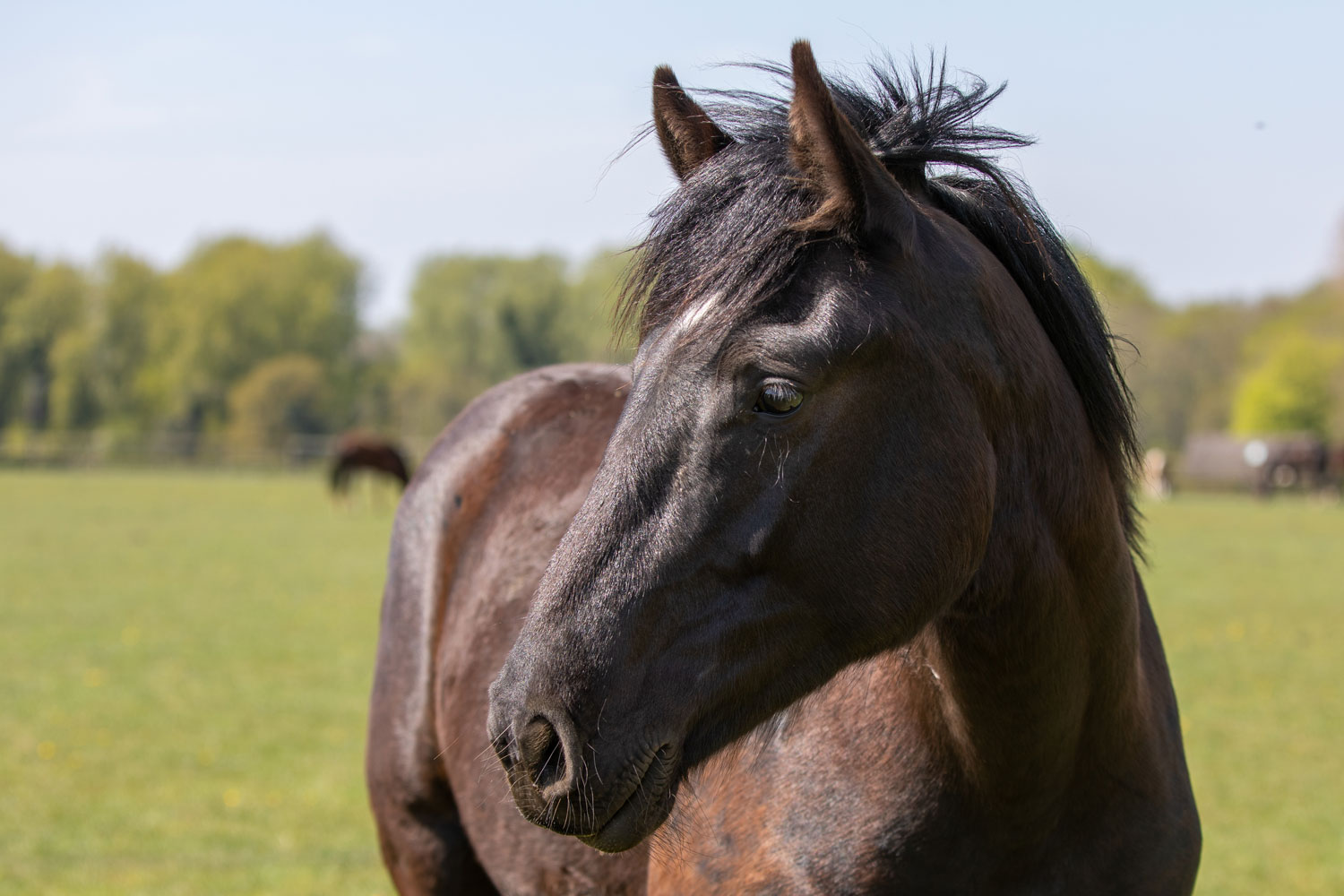 Birth of first foal from rescued ‘smuggled’ Dover 26 horses