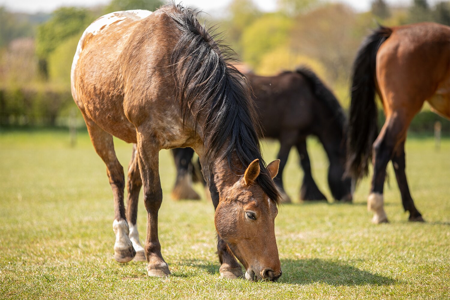 Statement on BBC Panorama programme – The Dark Side of Horse Racing