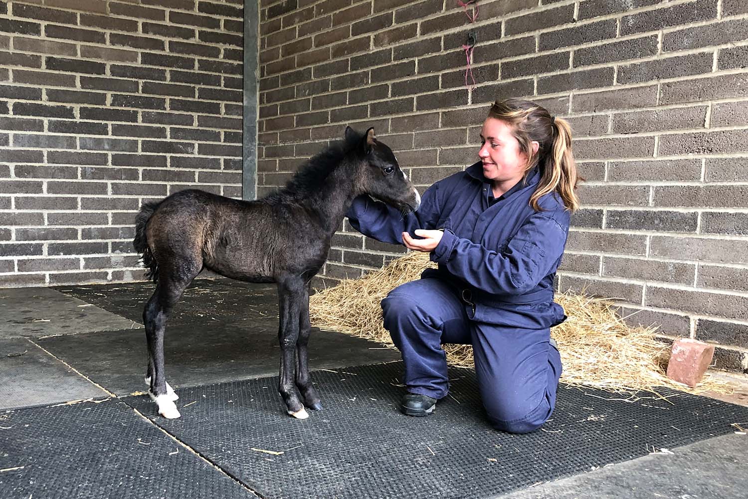 Birth of first foal from rescued ‘smuggled’ Dover 26 horses