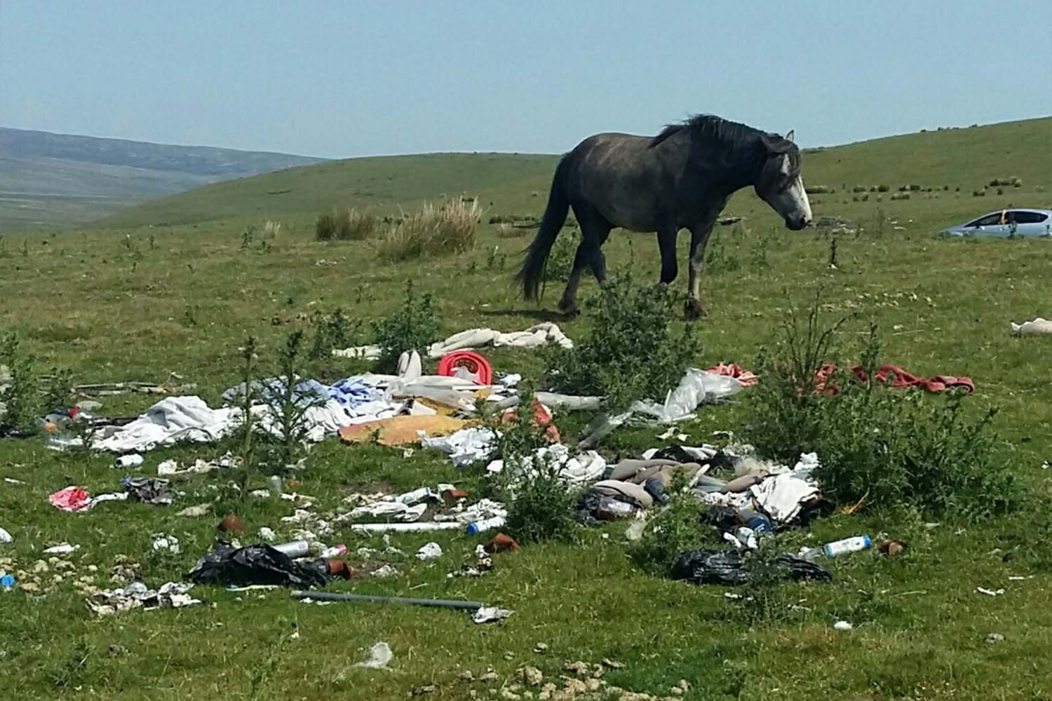 Birth of first foal from rescued ‘smuggled’ Dover 26 horses