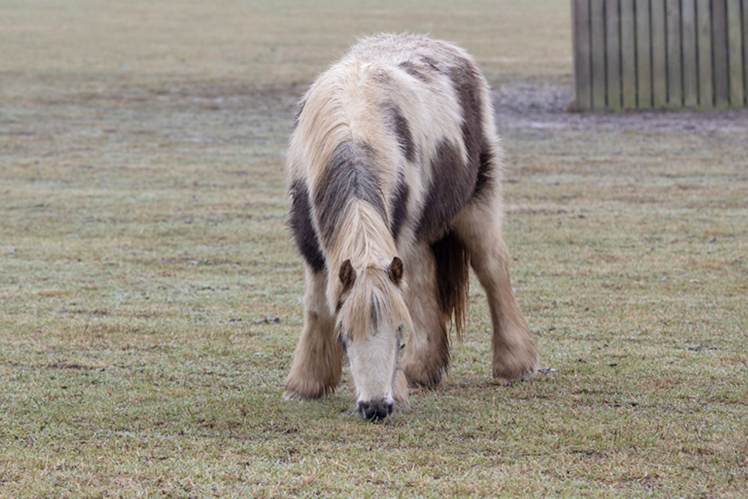 Separation anxiety: training your horse to be on their own