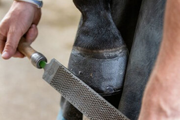 How to provide good foot care for sound and lame horses