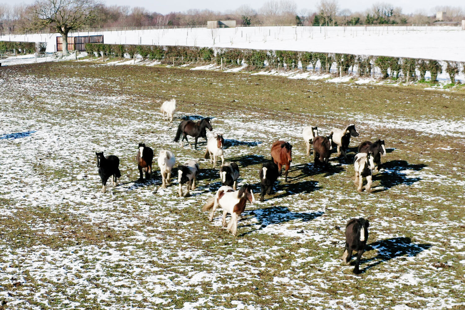 Merry Christmas from our ponies and our staff